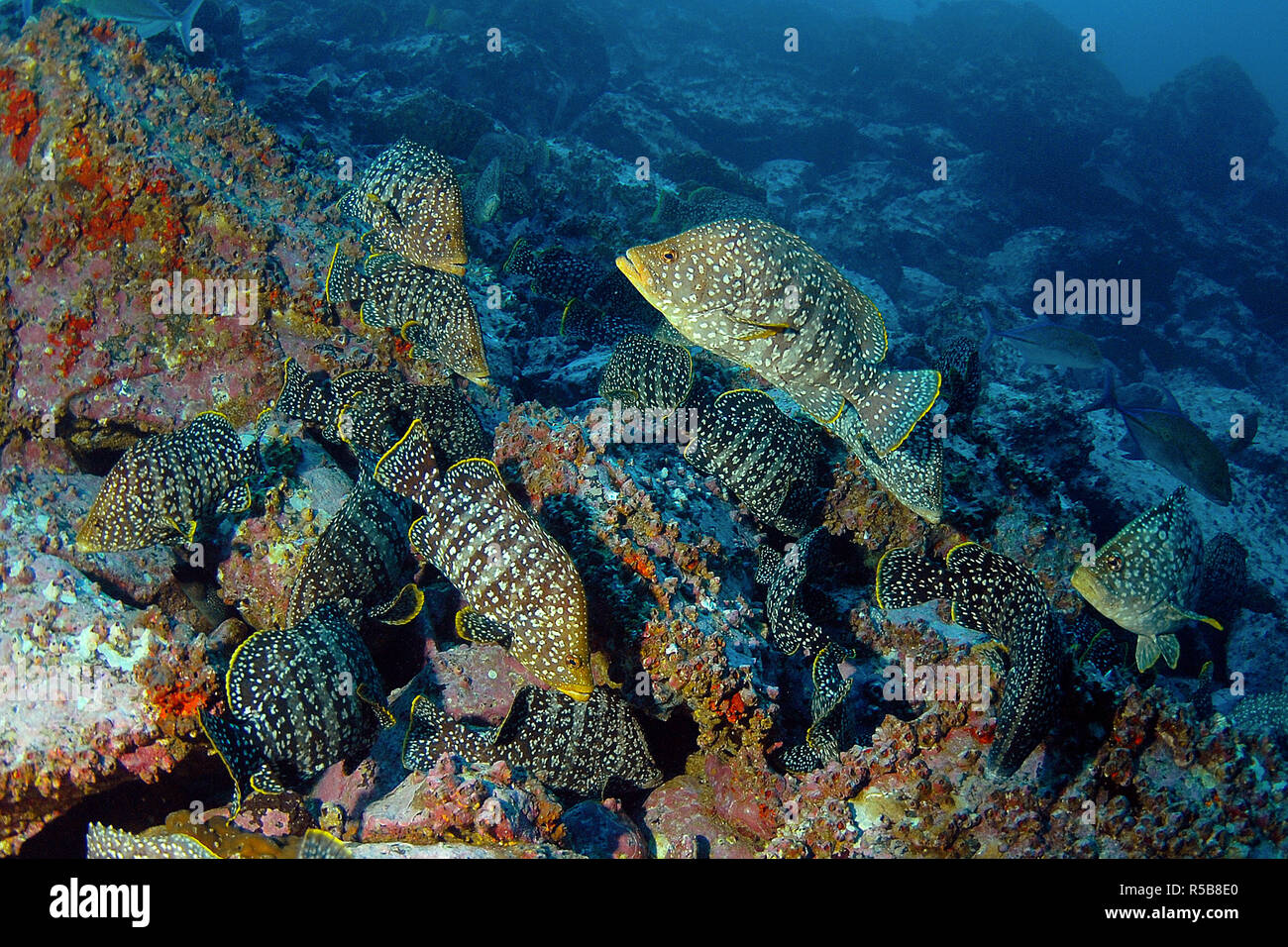 Bassi in pelle o in marmo raggruppatore (Epinephelus dermatolepis), la scolarizzazione a rocky reef, Isole Cocos, Costa Rica Foto Stock