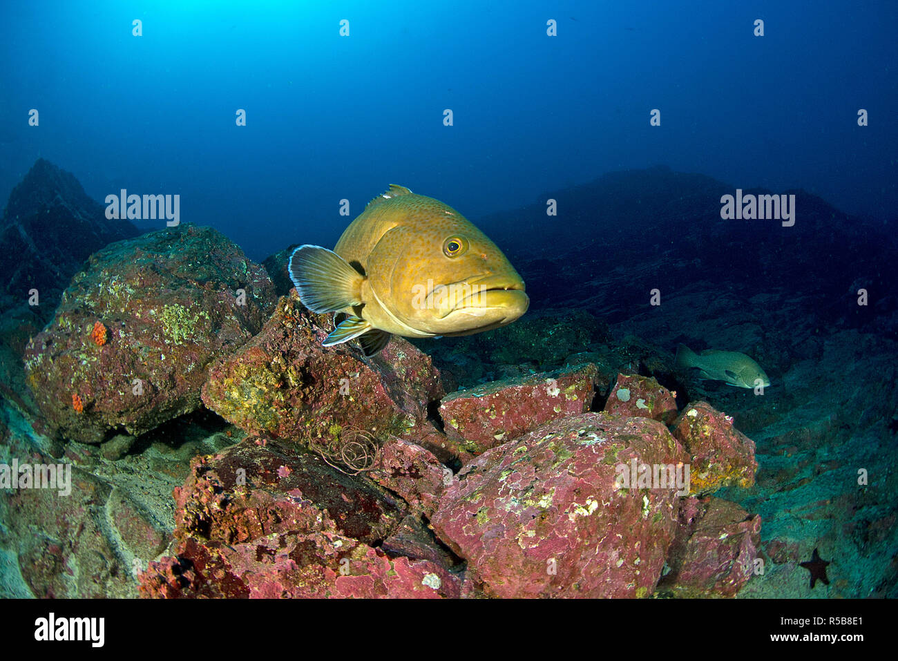 Giallo Sailfin raggruppatore o Sailfin raggruppatore (Mycteroperca olfax), in corrispondenza di una roccia corallina, Cocos Island, Costa Rica Foto Stock