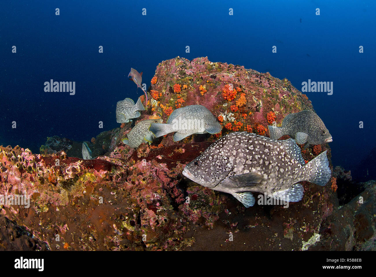 Bassi in pelle o in marmo raggruppatore (Epinephelus dermatolepis), gruppo a una scogliera rocciosa, Cocos Island, Costa Rica Foto Stock