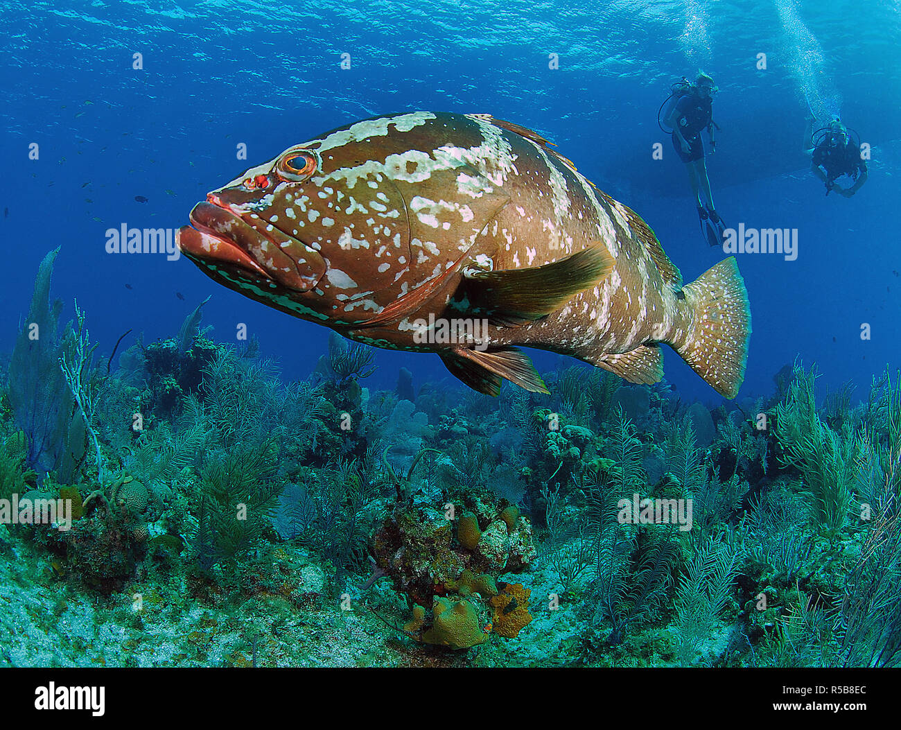 Scuba Diver e Cernie Nassau (Epinephelus striatus) in corrispondenza di una barriera corallina, la piccola Isola Cayman, Isole Cayman Foto Stock