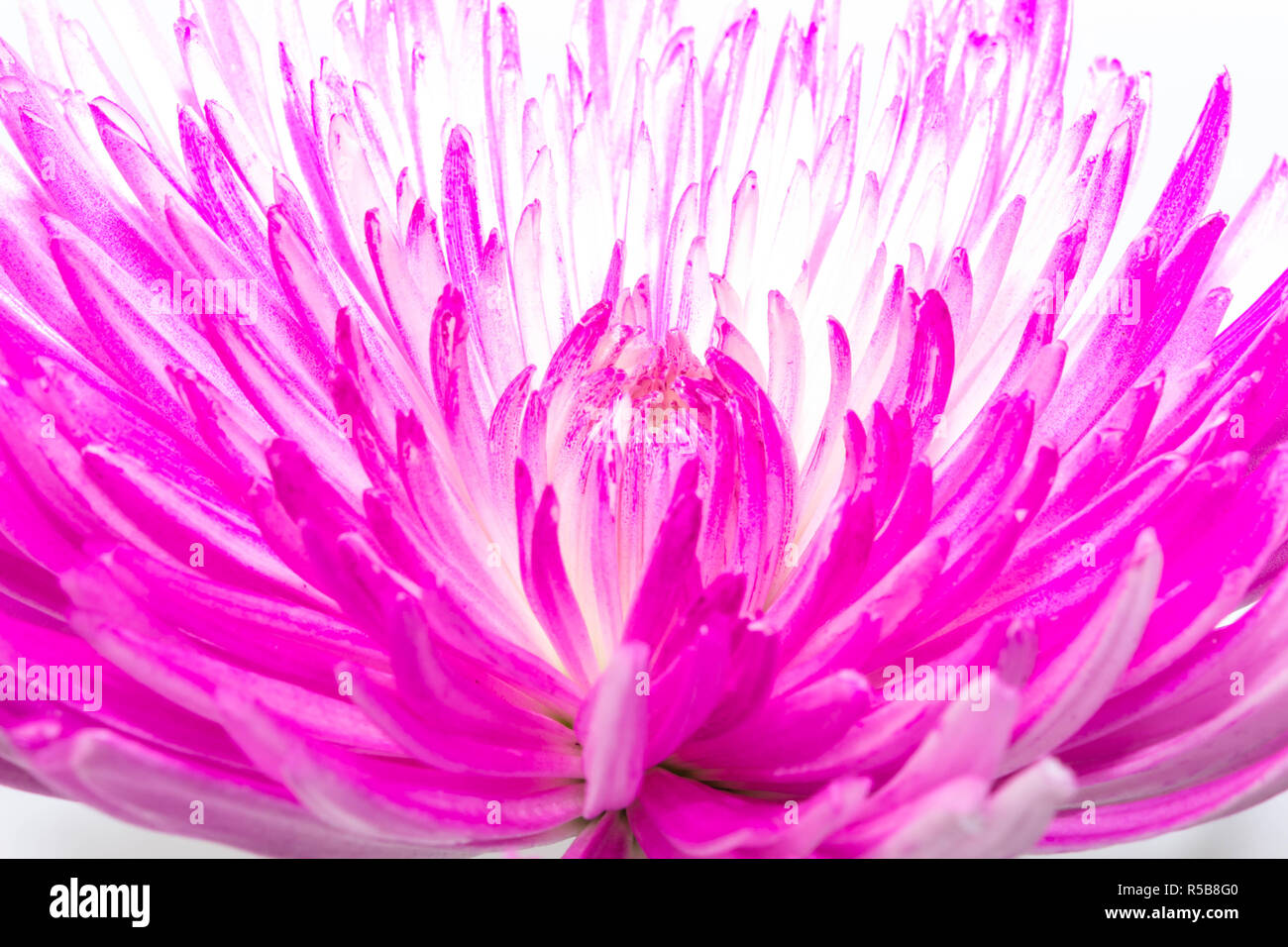 Rosa High-Key crisantemi Foto Stock