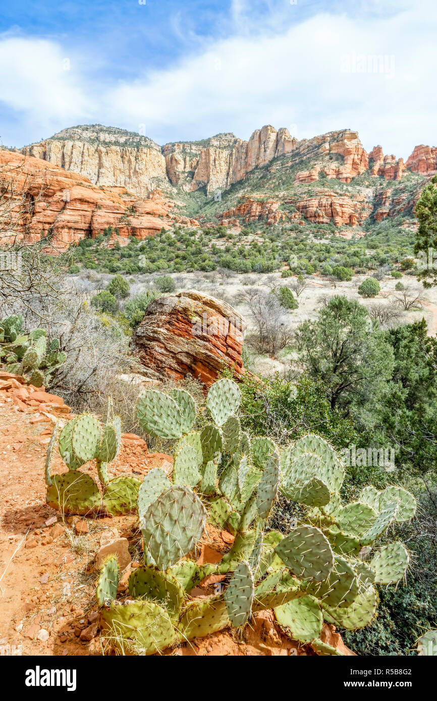 Bel rosso Canyon, sito dell'antica Palatki cliff abitazione rovine si è osservata con un ficodindia cactus in primo piano. Foto Stock