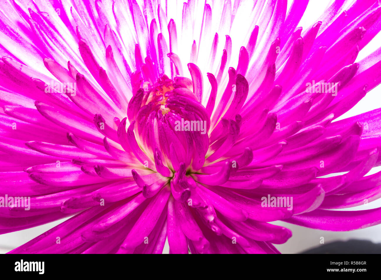 Rosa High-Key crisantemi Foto Stock