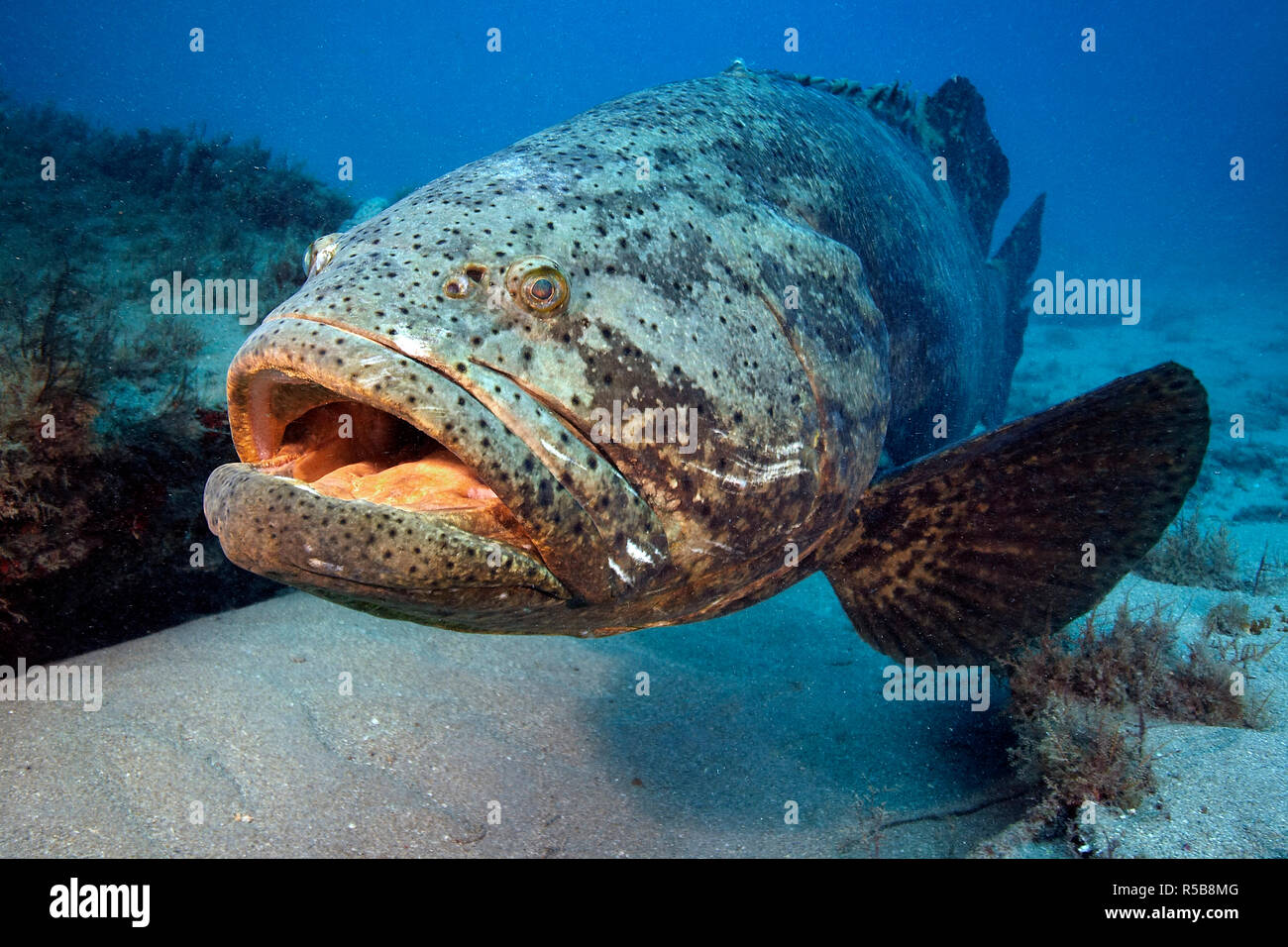 Judenfisch (Epinephelus itajara), Florida, Stati Uniti d'America | Jewfish, Itajara raggruppatore, Golia cernia gigante o spigola (Epinephelus itajara), Florida, Stati Uniti d'America Foto Stock