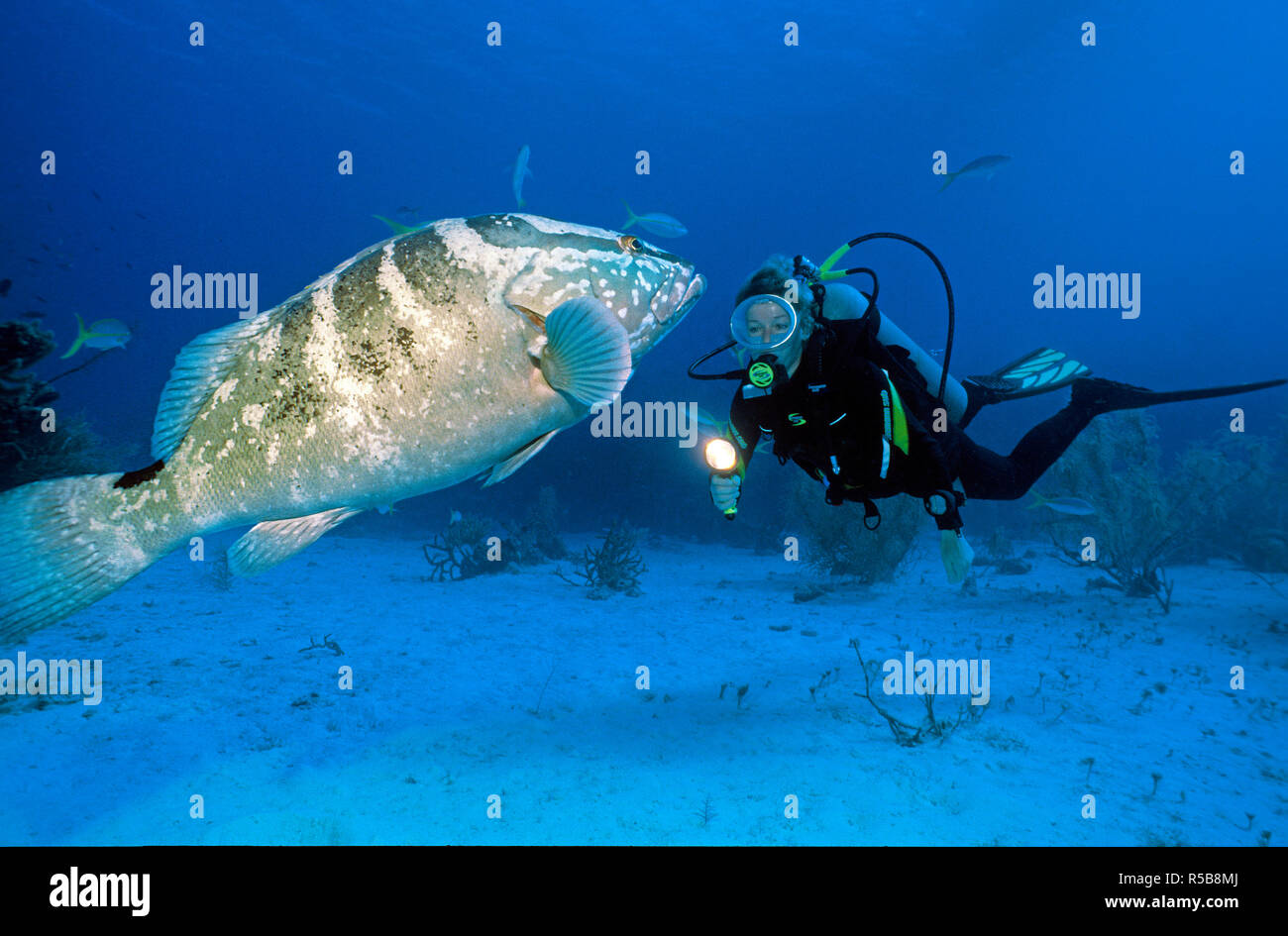 Scuba Diver e Cernie Nassau (Epinephelus striatus), Grand Cayman, Isole Cayman Foto Stock