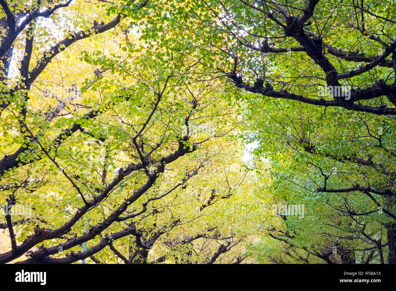 Fogliame di autunno su alberi di gingko, Gaien-Mae, Tokyo, Giappone Foto Stock
