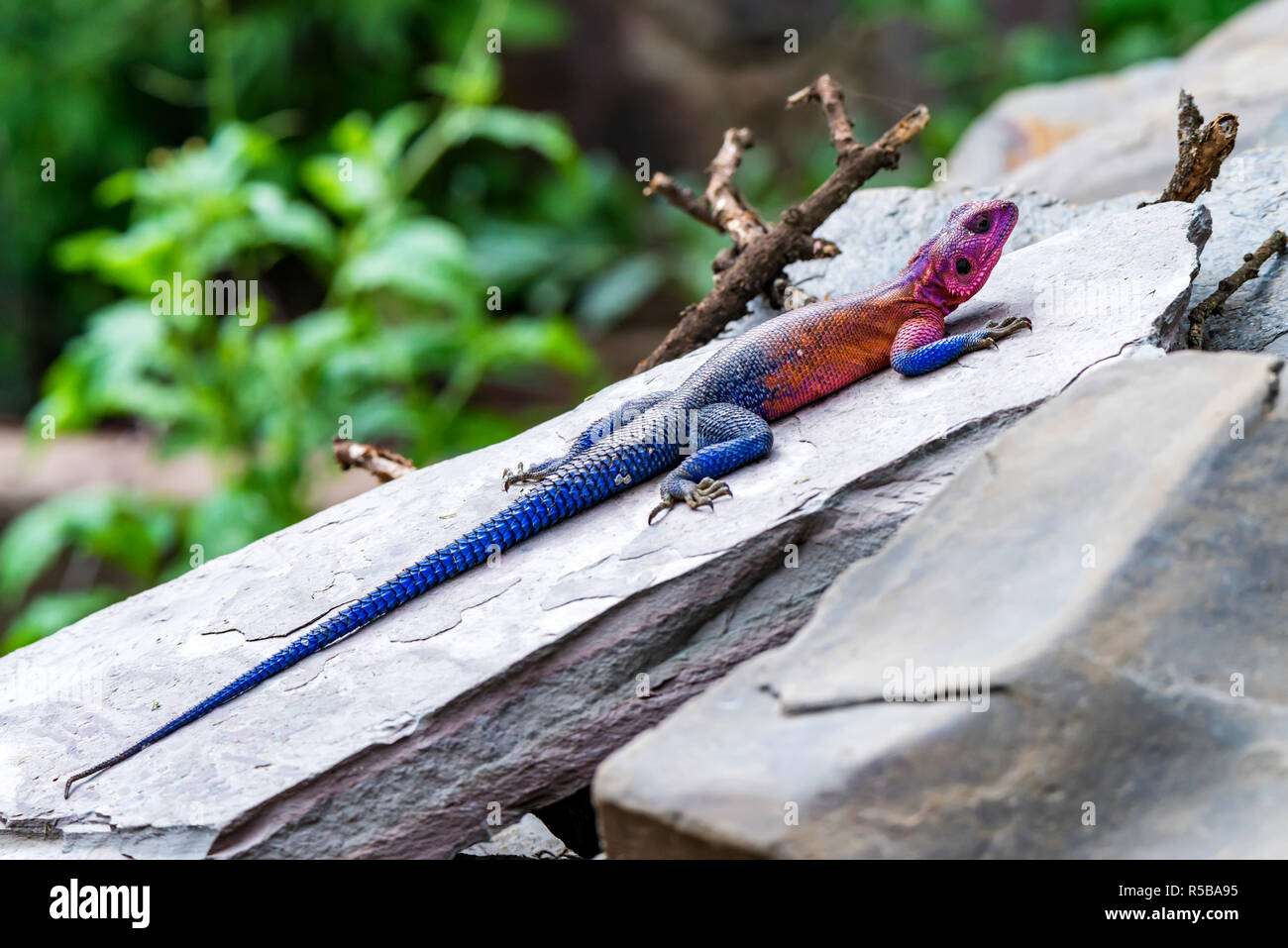 Maschio di Mwanza a testa piatta agama sa di roccia o mwanzae AGAMA SA Foto Stock