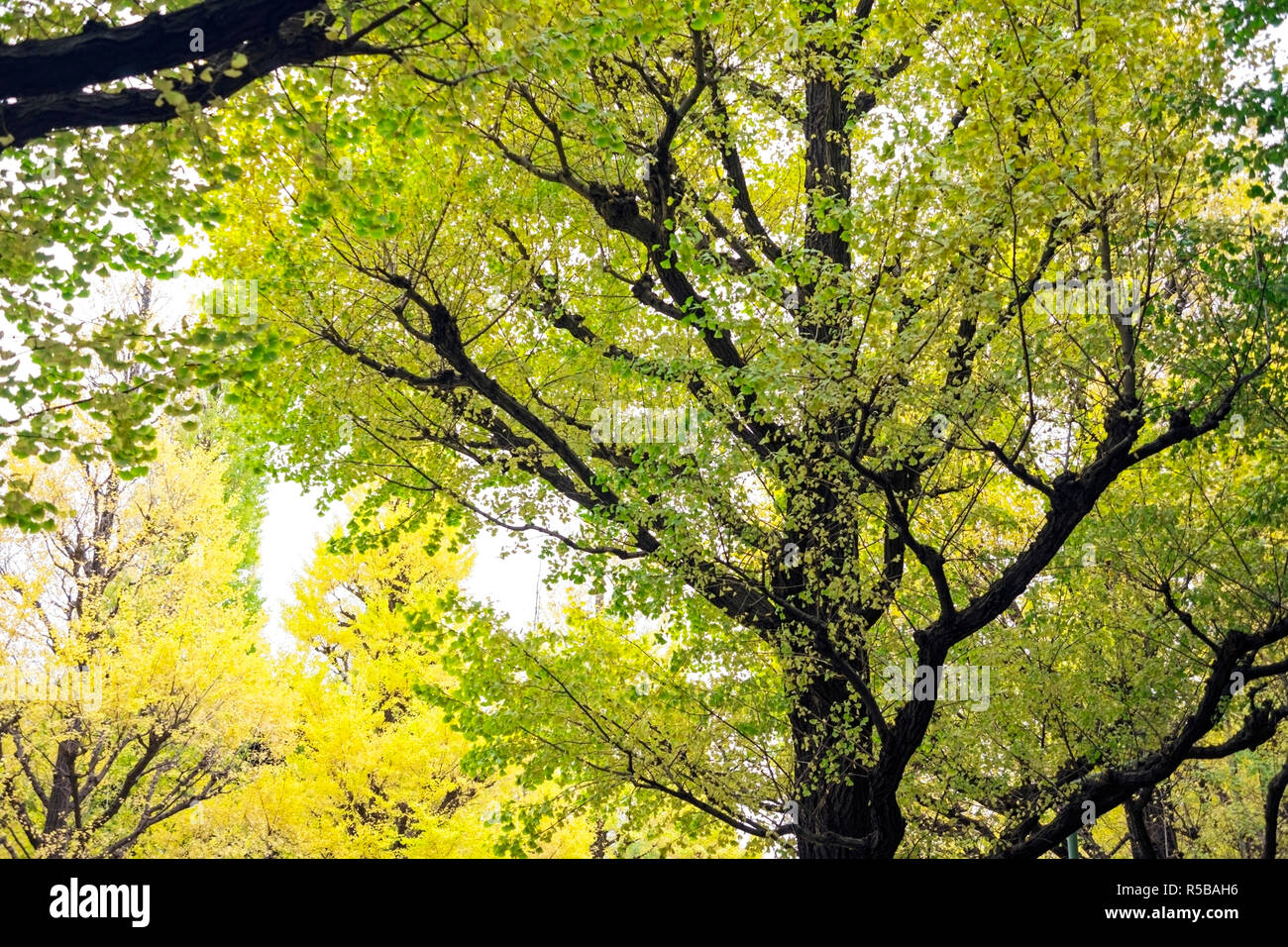 Fogliame di autunno su alberi di gingko Foto Stock