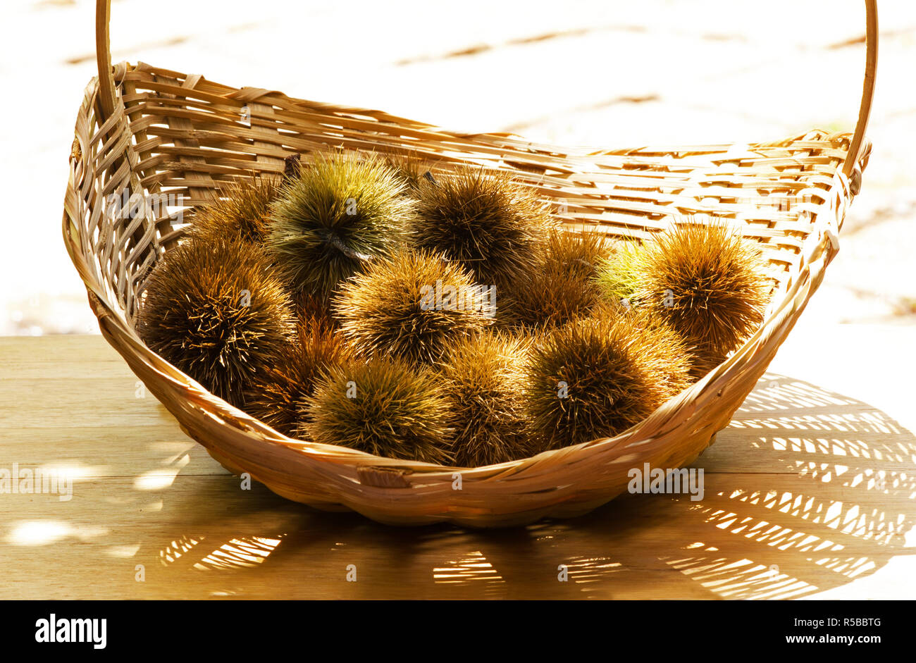 Fresche castagne raccolte in un cestello Foto Stock