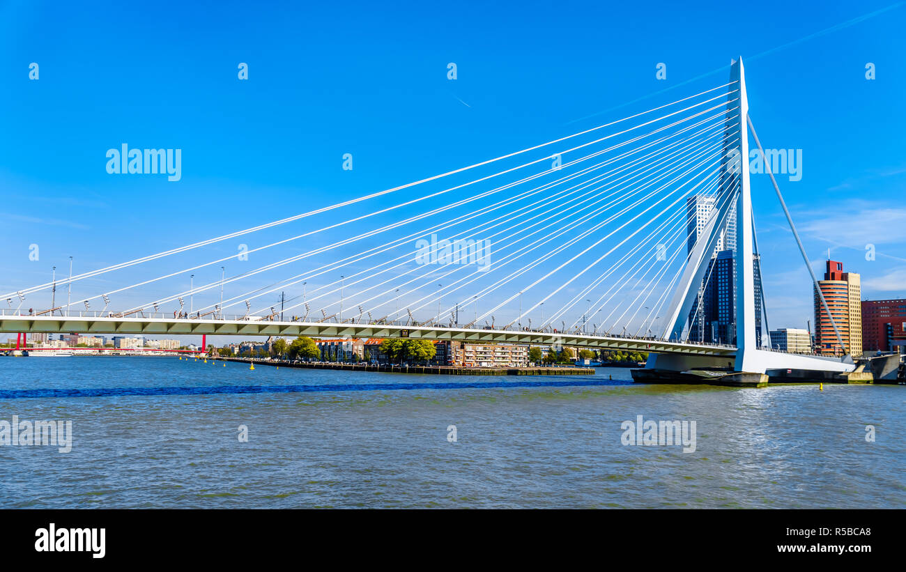 Il moderno Cable-Stayed Ponte Erasmus oltre la Nieuwe Maas River a Rotterdam in Olanda meridionale, Paesi Bassi Foto Stock