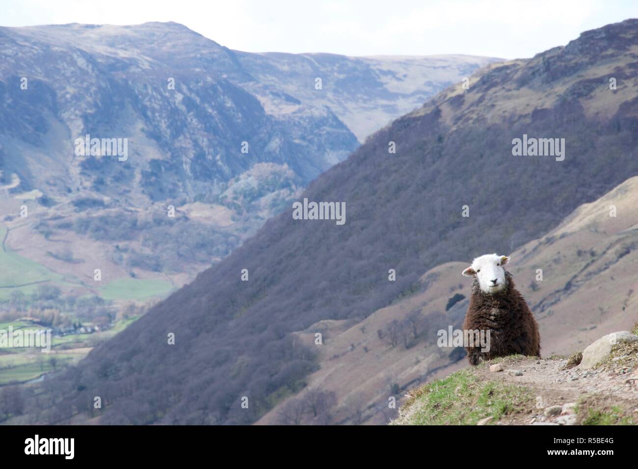 Una pecora si erge su un sentiero di montagna e guarda inquisitively presso la fotocamera Foto Stock