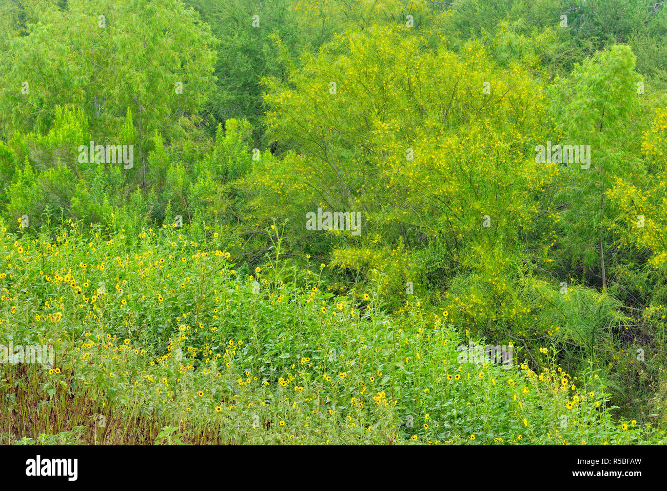 Fioritura Retama tree e i girasoli, Santa Ana NWR, Alamo, Texas, Stati Uniti d'America Foto Stock