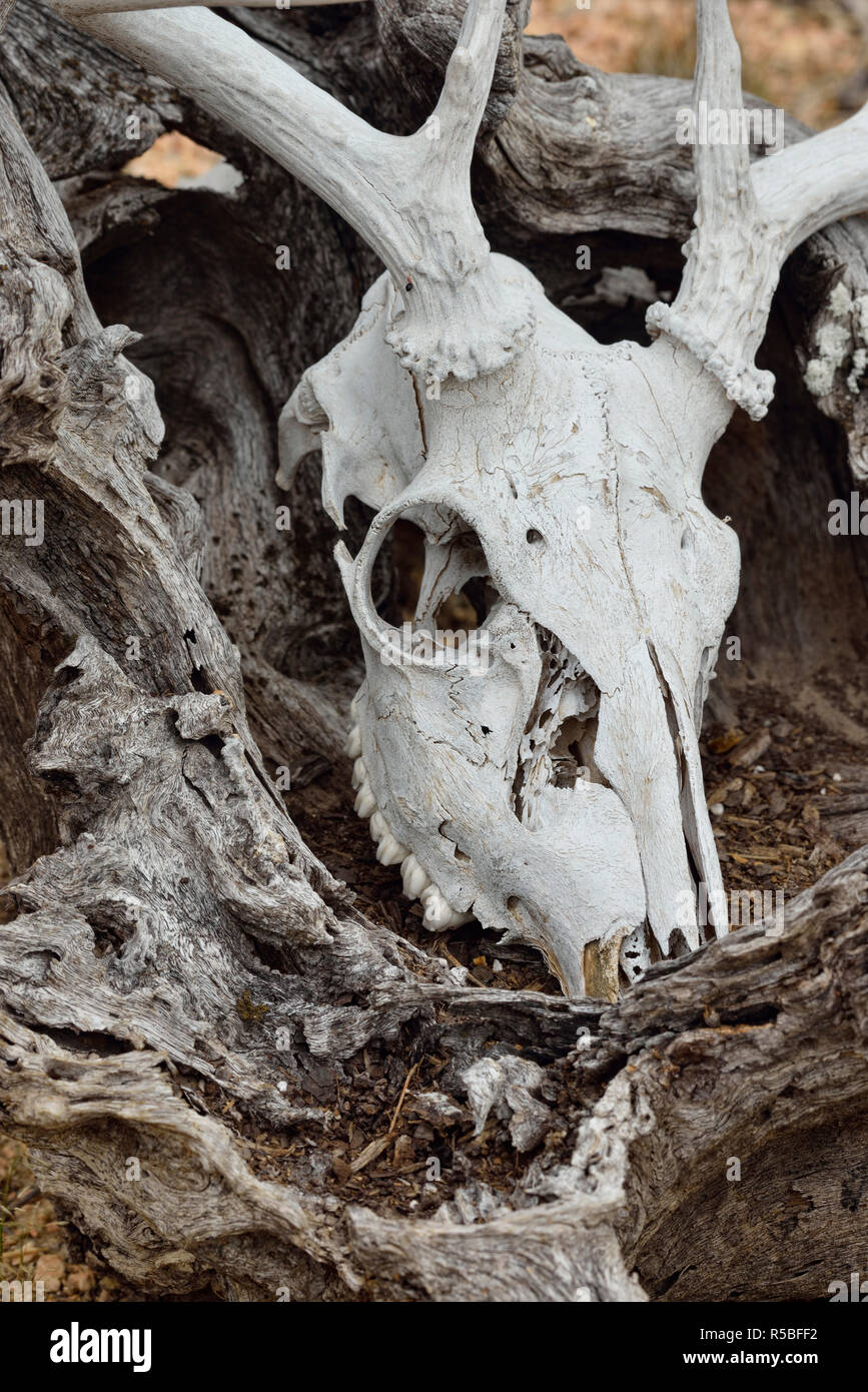 Cranio di cervo, Rio Grande città, Texas, Stati Uniti d'America Foto Stock