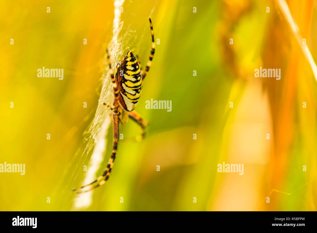 Zebra spider,argiope bruennichii Foto Stock