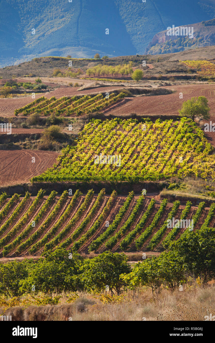 In Spagna, La Rioja regione, La Rioja Provincia, Bobadilla, vigneti Foto Stock