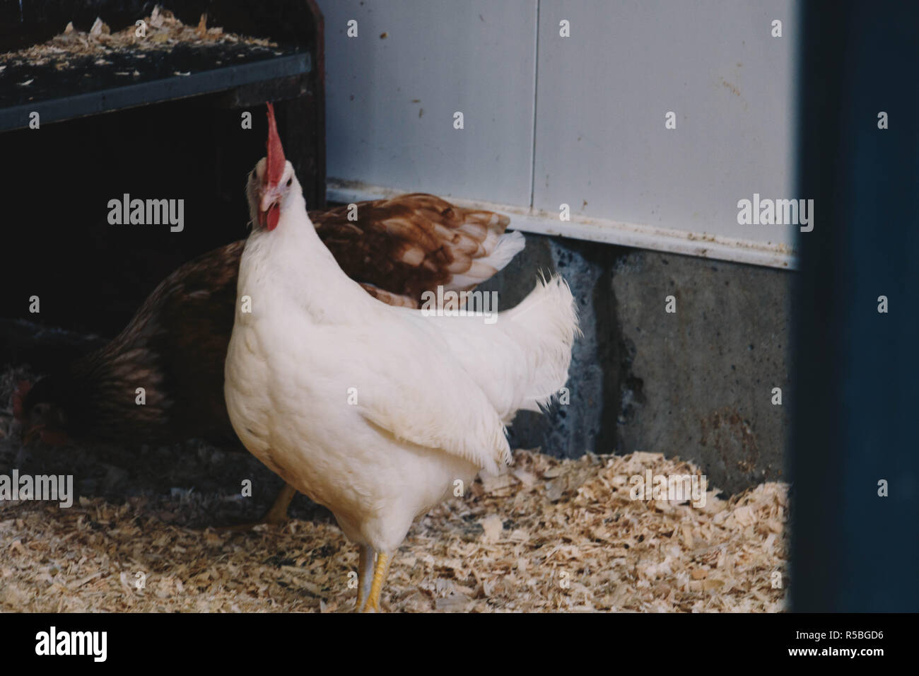 Un gallo bianco su una farm. Colori scuri. Pollo in una fattoria. Foto Stock