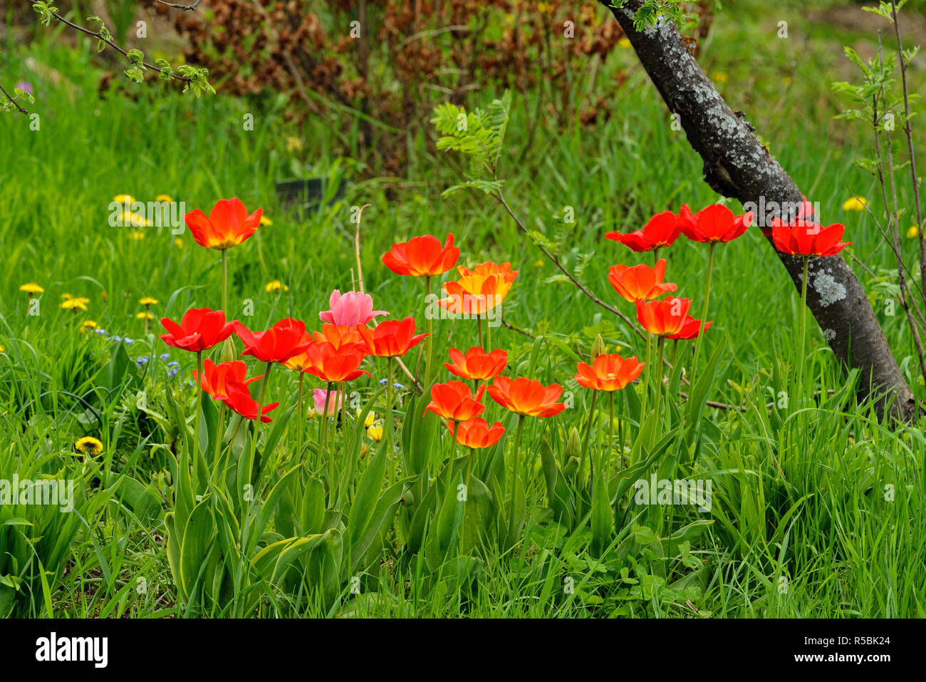 I tulipani che fiorisce in un giardino residenziale, maggiore Sudbury, Ontario, Canada Foto Stock