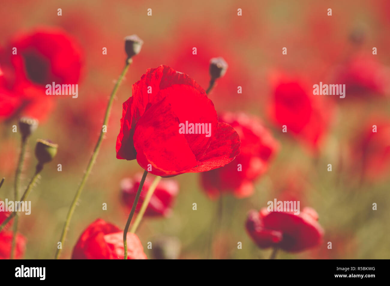 Campo di papavero. Sfondo fiori. Bellissimo campo di papaveri rossi Foto Stock