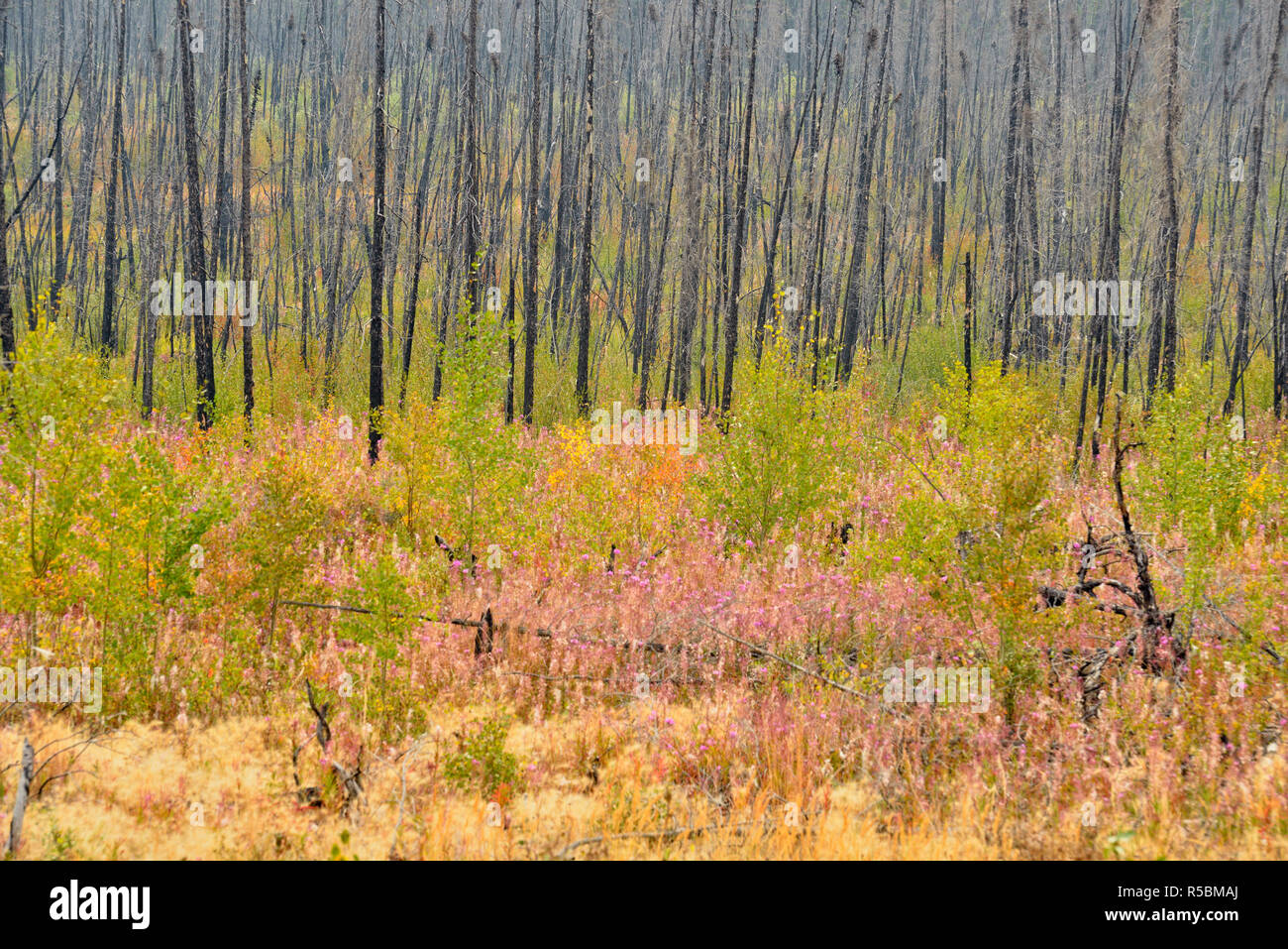 Rigenerazione foresta boreale dopo un incendio di foresta in tarda estate, vicino a Yellowknife, Northwest Territories, Canada Foto Stock