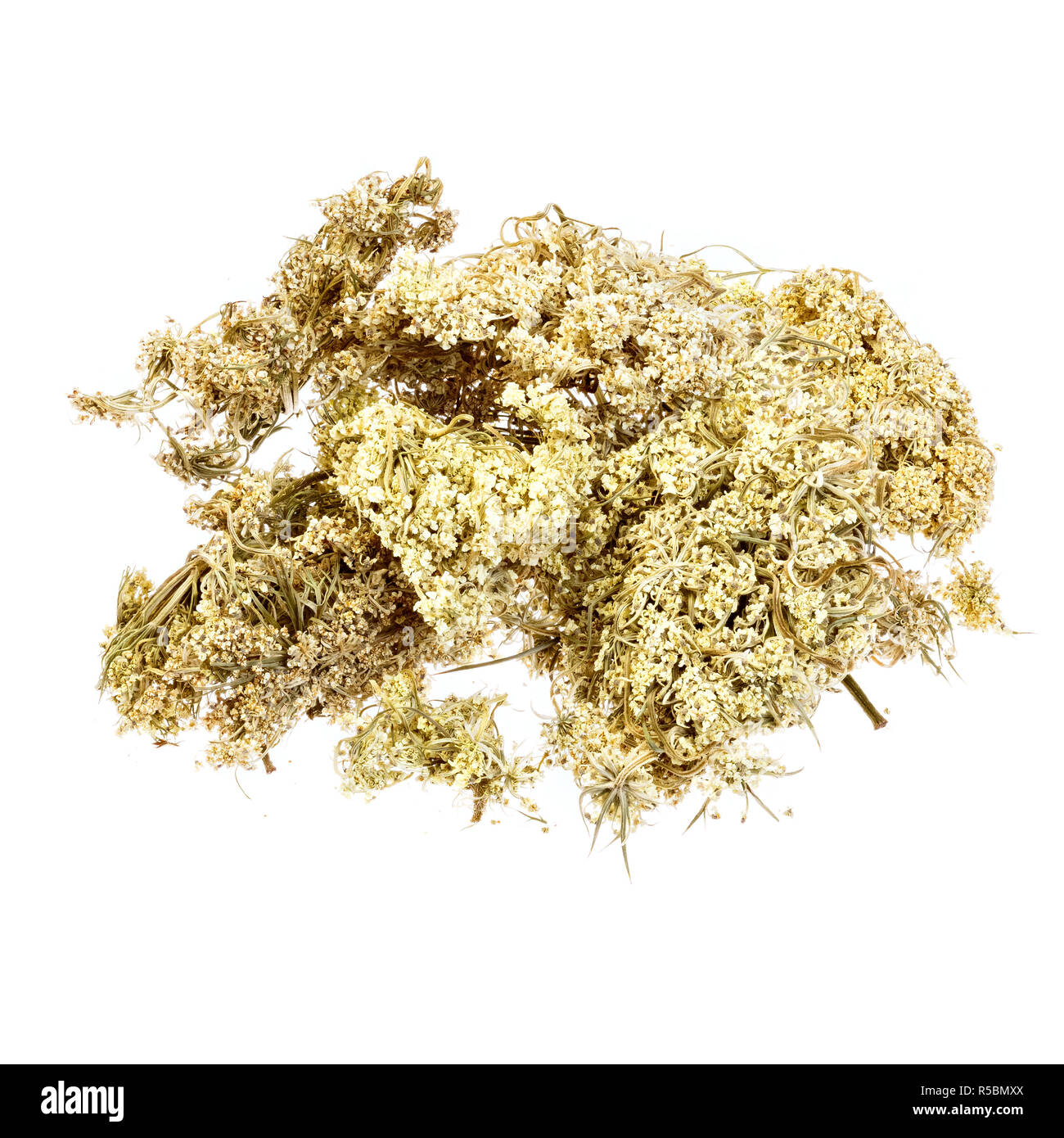 Daucus carota carota selvatica isolato su bianco. Foto Stock