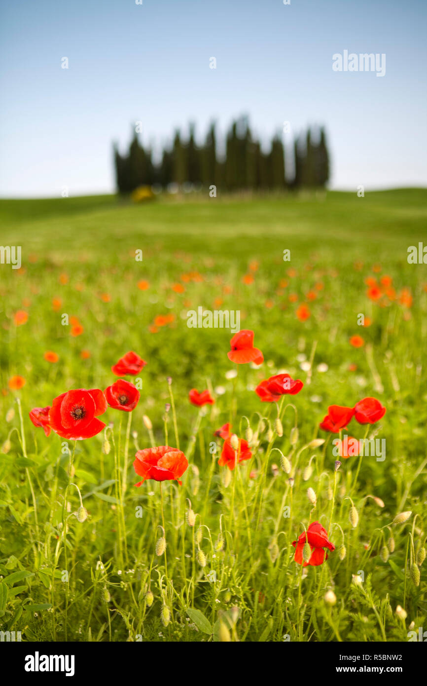 Il paesaggio toscano, Toscana, Italia Foto Stock