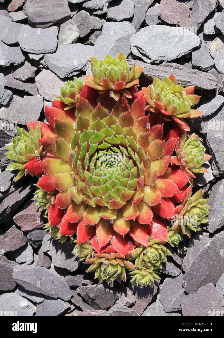 Succulento crescente in ardesia Foto Stock