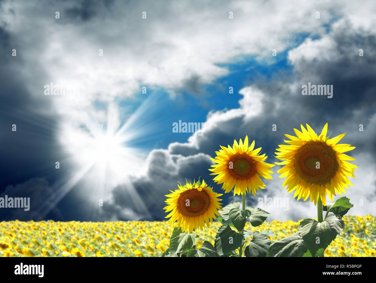 Immagine di un campo di semi di girasole con belle nuvole dietro Foto Stock