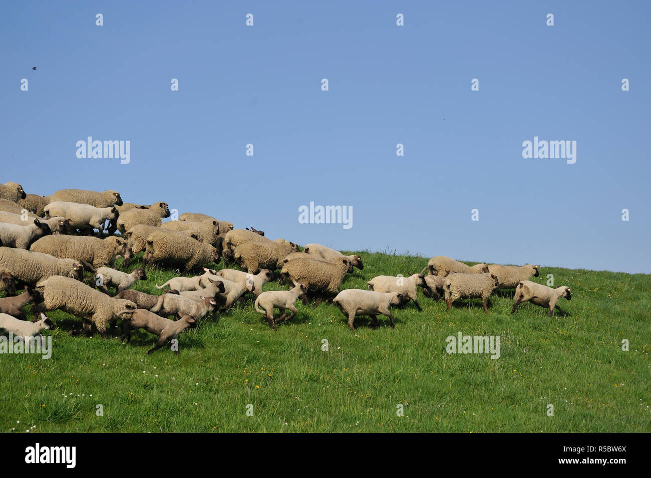 Schafe am Deich Foto Stock