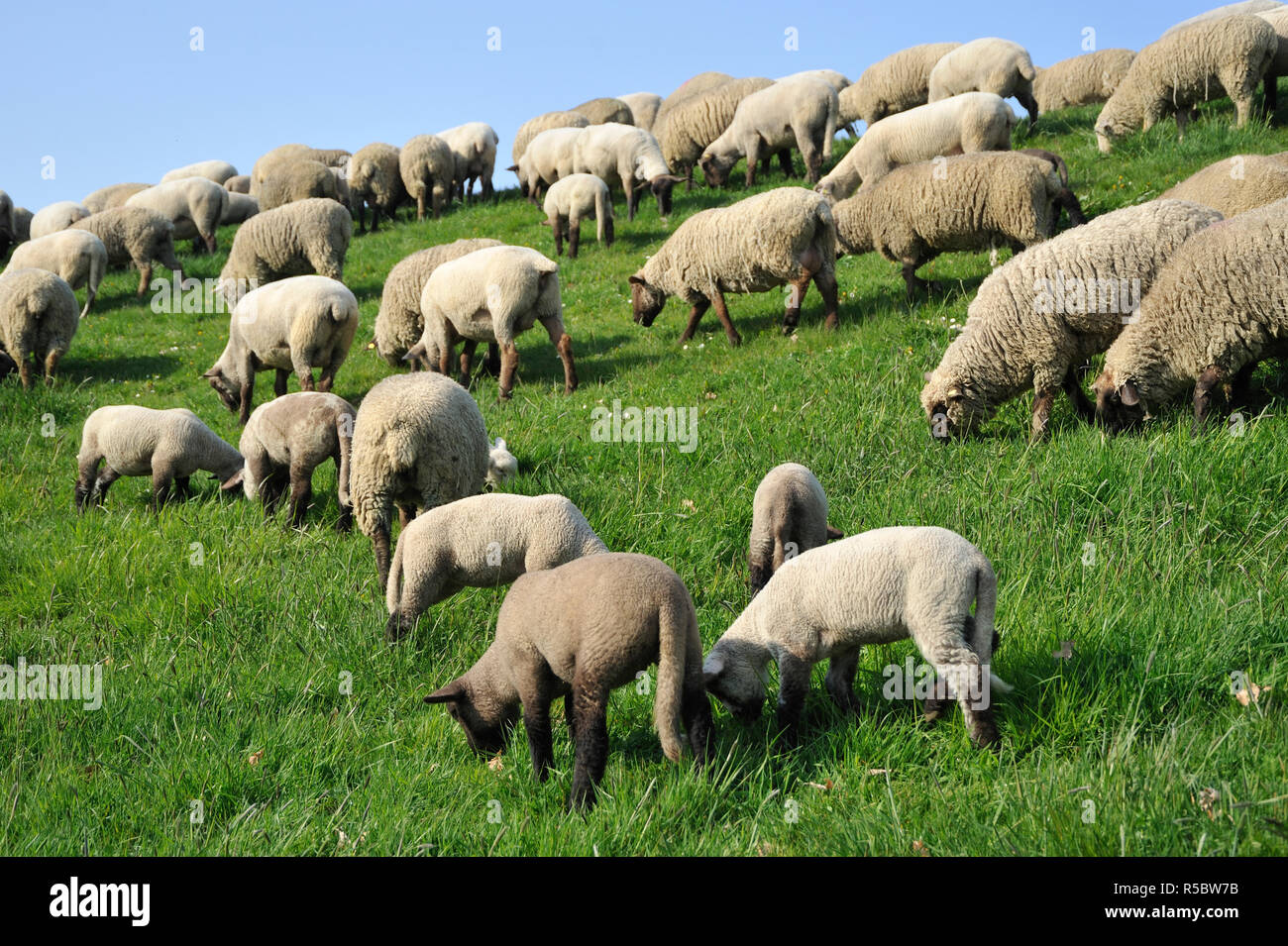 Schafe am Deich Foto Stock