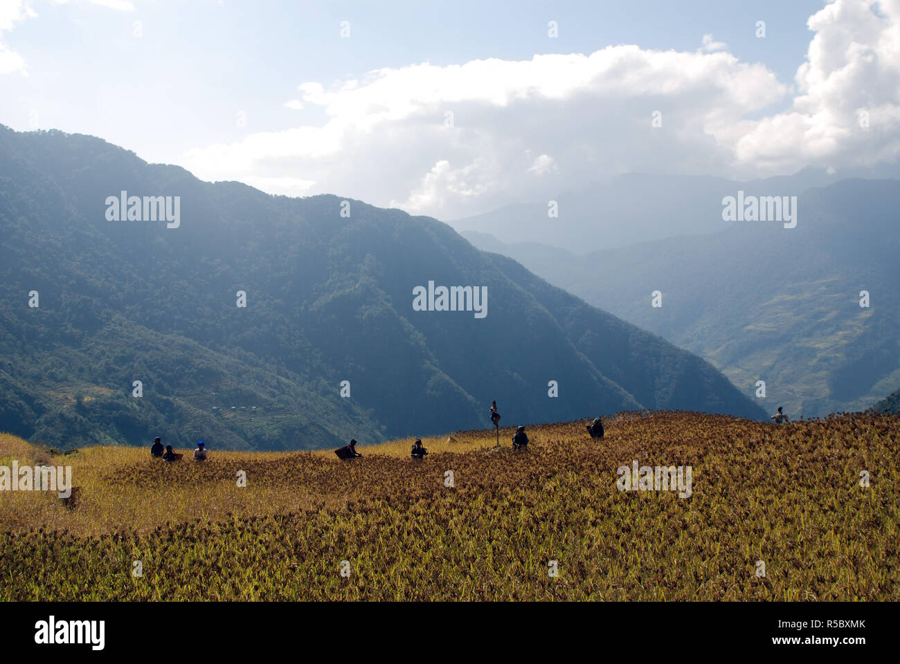 I campi di raccolta di miglio in alta Himalaya del Nepal Foto Stock