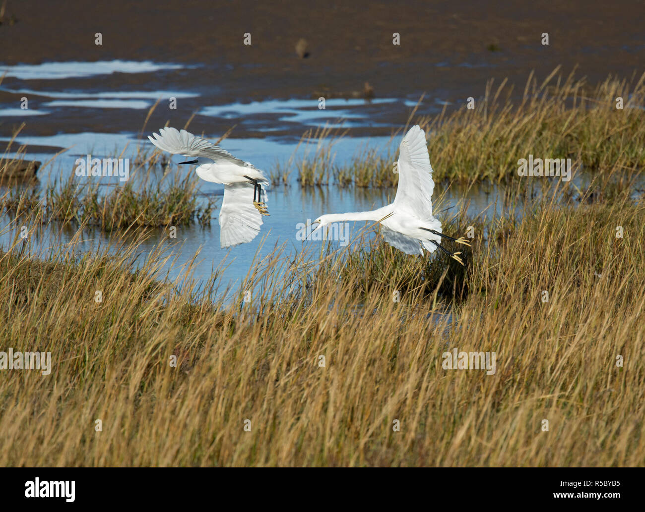 Garzetta, Egretta garzetta, combattendo in Salt Marsh a bordo della baia di Morecambe, Lancashire, Regno Unito Foto Stock
