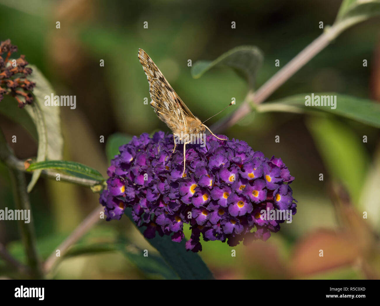 Un dipinto di lady butterfly, Vanessa cardui, su un fiore buddleia, Lancashire, Regno Unito Foto Stock