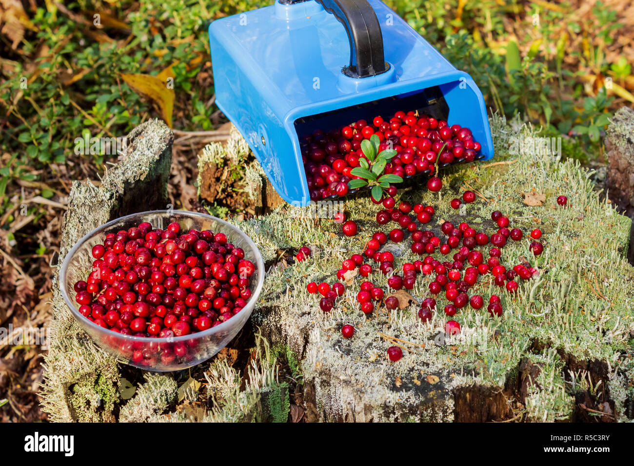 In prossimità di una plastica blu lingonberry rastrello e ciotola piena di materie mature lingonberries (sp. Vaccinium vitis-idaea) su una corteccia di albero nella foresta. Svezia Foto Stock