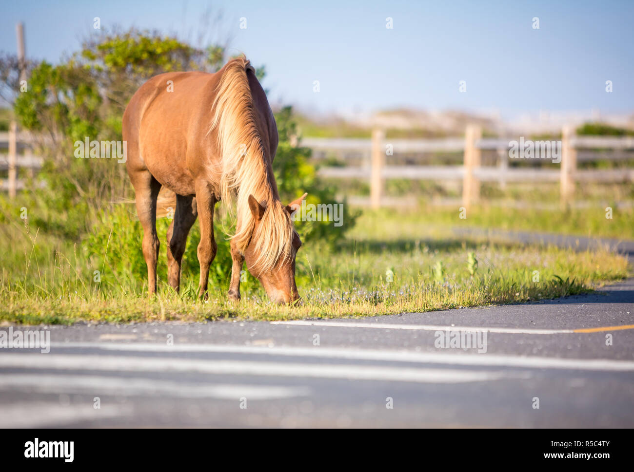 Un pony selvatici (Equus caballus) foraggio accanto alla strada a Assateague Island National Seashore, Maryland Foto Stock