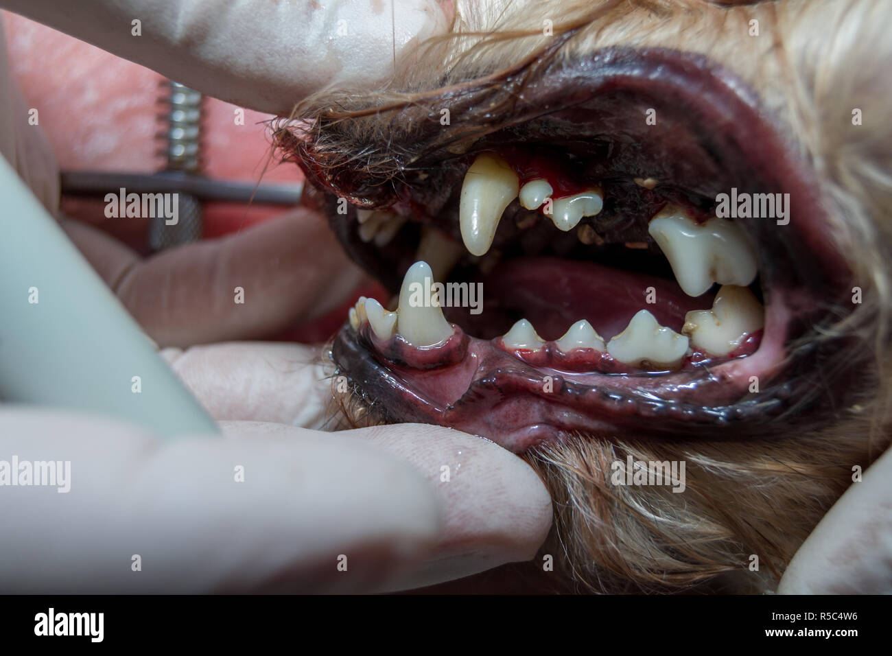 I denti di cane dopo la rimozione del tartaro con lo strumento ad ultrasuoni Foto Stock
