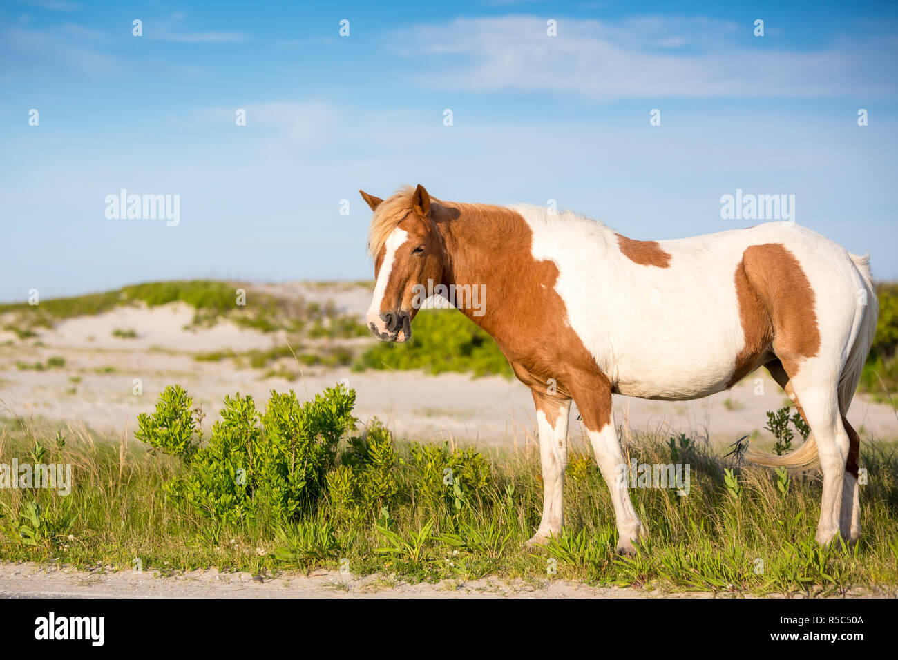 Un pony selvatici (Equus caballus) a Assateague Island National Seashore, Maryland Foto Stock