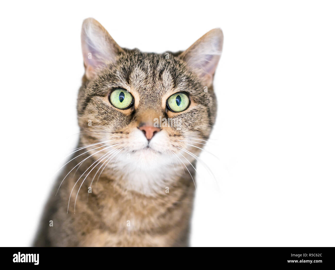 Un domestico shorthair cat con marcature tabby e gli occhi verdi Foto Stock