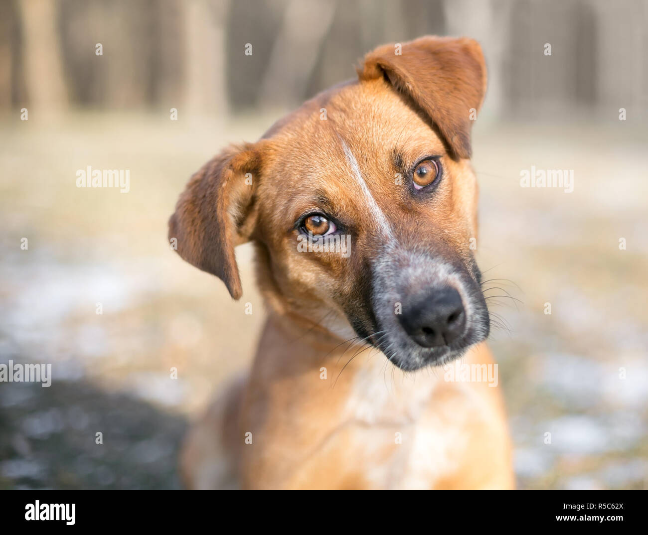 Una razza mista cucciolo di ascolto con una inclinazione testata Foto Stock