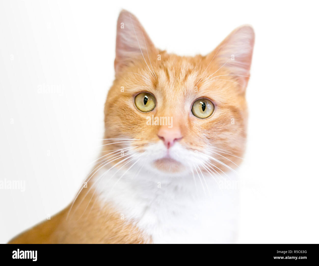 Un domestico shorthair cat con orange tabby e marcature bianche Foto Stock