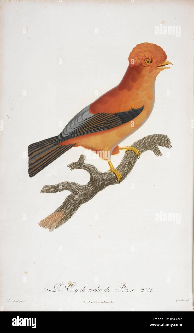 Le Coq de la Roche du Perou n. 54. Histoire Naturelle des oiseaux de Paradis et des Rolliers, suivie de celle des tucani et des Barbus. Parigi, 1806. Fonte: 39.i.7-8 la piastra 54. Autore: Le Vaillant, FranÃ§OIS. BARRABAND, JACQUES. Foto Stock