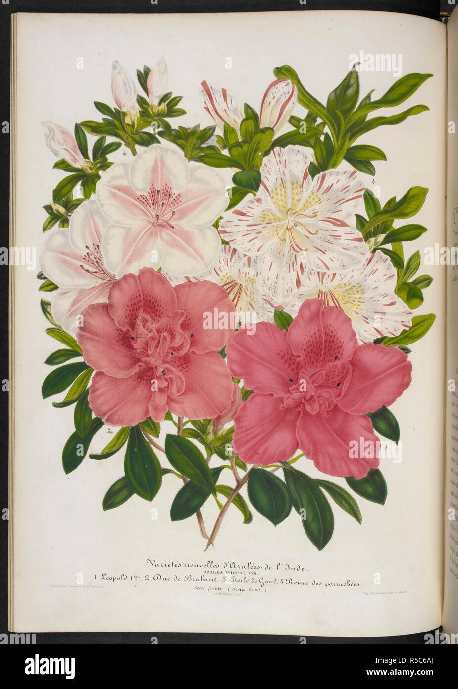 Nuovo Indian azalee. VariÃ©tÃ©s nouvelles dâ€™AzalÃ©es de lâ€™Inde (Azalea indica) var. 1. Leopoldo 1ier; 2. Duc de Brabant; . Etoile de Gand; 4. Reine des panachÃ©es. Il Bouquet illustrato, costituito da figure, con descrizioni di nuovi fiori. Londra, 1857-64. Fonte: 1823.c.13 piastra 23. Autore: Henderson, Edward George. Stroobant, P. Foto Stock