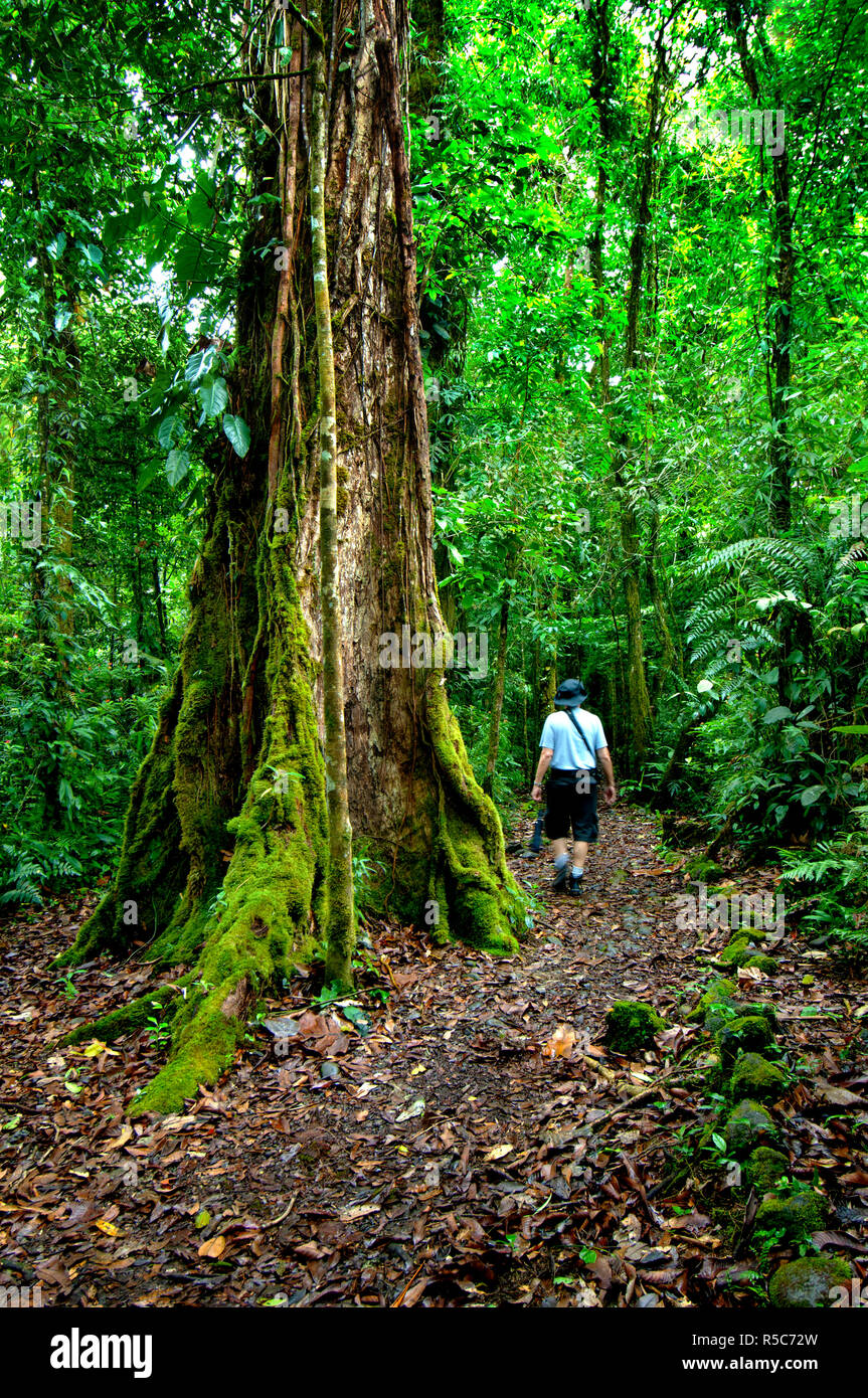 Costa Rica, Bajos del Toro, foresta pluviale, Juan Castro Blanco Parco Nazionale Foto Stock