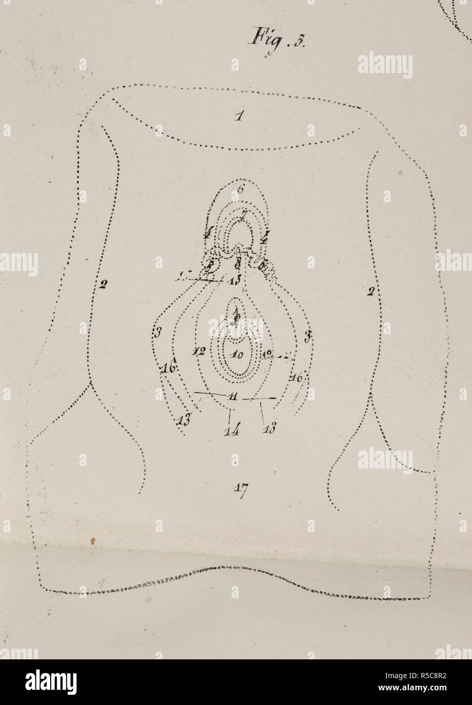 Disegno anatomico. Pavimento pelvico. Planches anatomiques du corps humain executeÌes dâ€™apreÌ€s les naturelles dimensioni. Parigi Francia 1826. Stampa anatomica del corpo umano con dimensioni naturali. Pavimento pelvico. ANTOMMARCHI, C. Francesco. Planches anatomiques du corps humain executeÌes dâ€™apreÌ€s les dimensioni naturelles, accompagneÌes dâ€™ONU texte explicatif ... PublieÌEs par le cte de Lasteyrie. (Spiegazione des planches anatomiques, ecc.). Fonte: 1899.h.24 Tab.48 fig. 5 (B+W). Lingua: Francese. Foto Stock