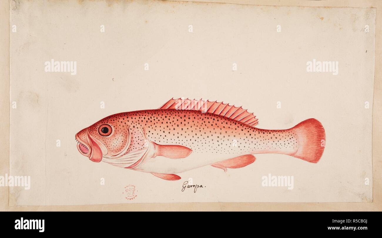 Un pesce. Album di disegni da Catesby, G.Edwards, G.Jago et al, comissioned da Hans Sloane. Il XVIII secolo. Fonte: Aggiungi. 5267, la piastra 104. Autore: CATESBY, MARK. Renard, Louis. Foto Stock