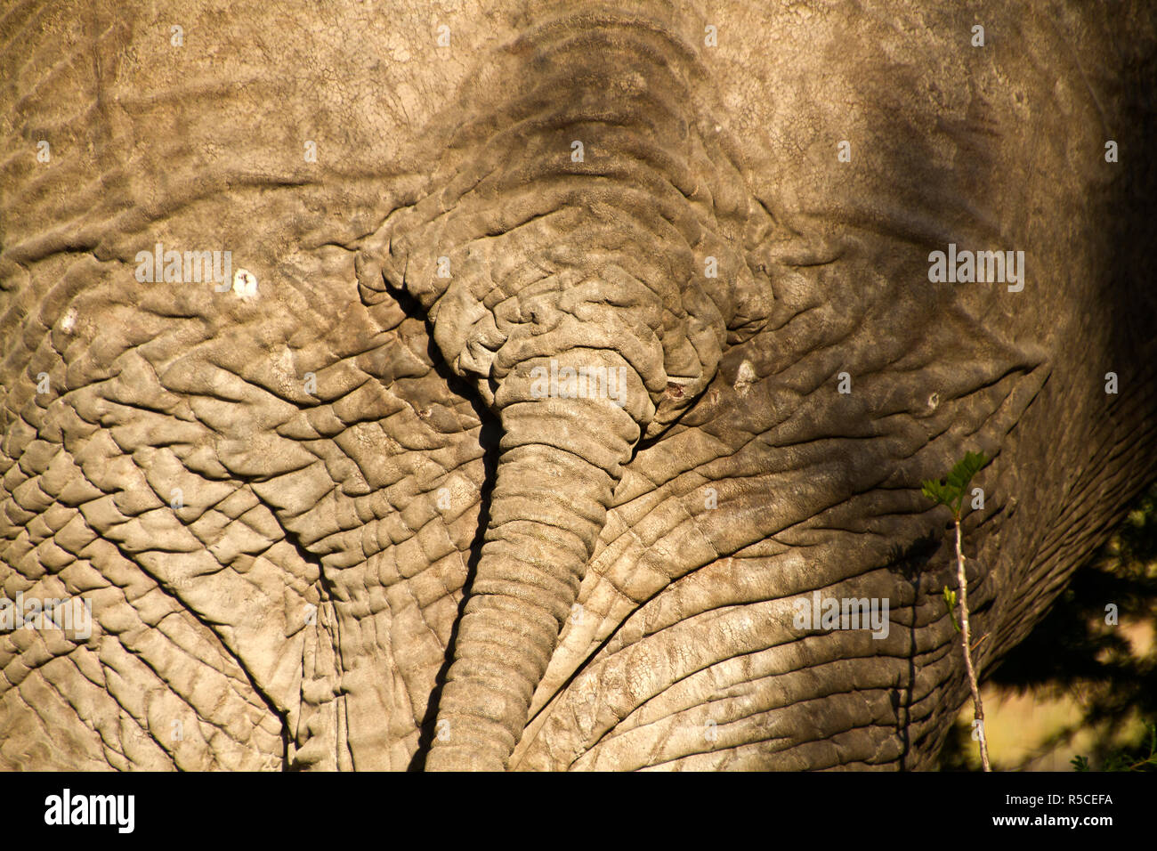 Il rugosa e snocciolate pelle di un adulto significa elefante l'animale ha una maggiore area superficiale che può gettare un po' di più il calore del corpo quando la pelle è Foto Stock