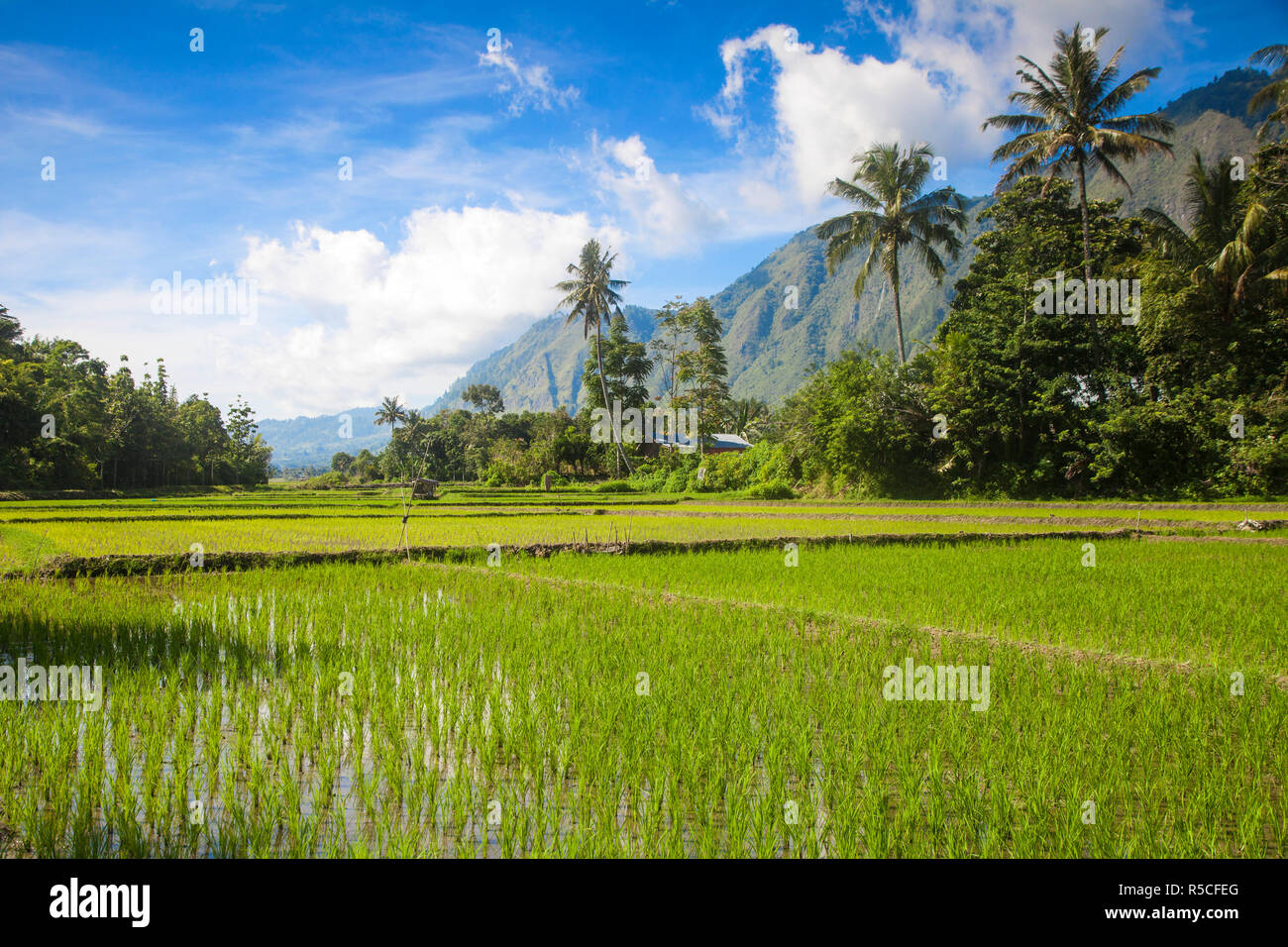 Indonesia, Sumatra, isola di Samosir, Lago Toba, Foto Stock