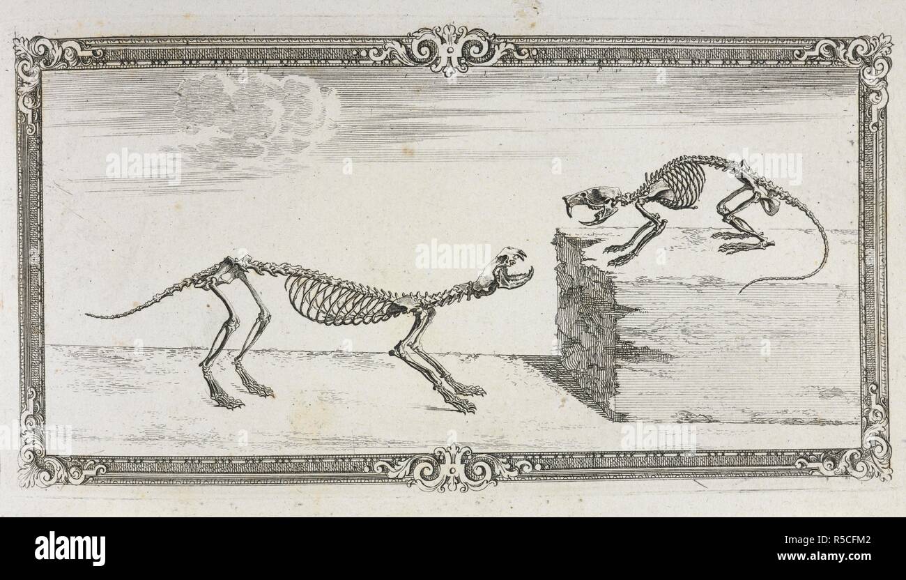 Scheletri di una donnola e rat. Osteographia, o l'Anatomia delle ossa. Londra, 1733. Fonte: 47.i.12 capitolo VIII. Testiera. Autore: Cheselden, William. Foto Stock