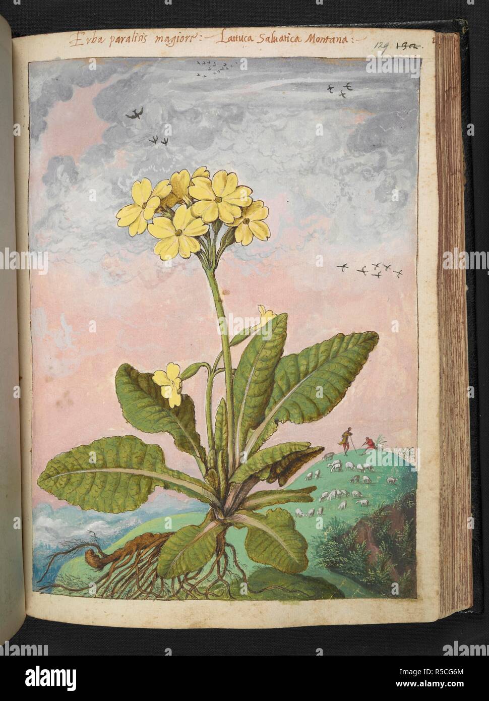 Un impianto con petali gialli. Disegni colorati di piante, copiato dalla natura negli Stati Romani, da Gerardo Cybo. Vol. I. Pietro Andrea Mattioli, medico, di Siena: estratti dalla sua edizione di Dioscoride' 'de re Medica':. L'Italia, c. 1564-1584. Fonte: Aggiungi. 22332 f.129. Lingua: Italiano. Autore: Cybo, Gheraldo. Foto Stock