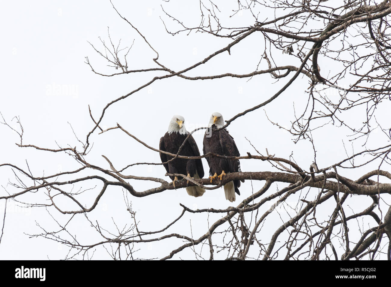 Aquila calva maschio e femmina, Vancouver Canada Foto Stock