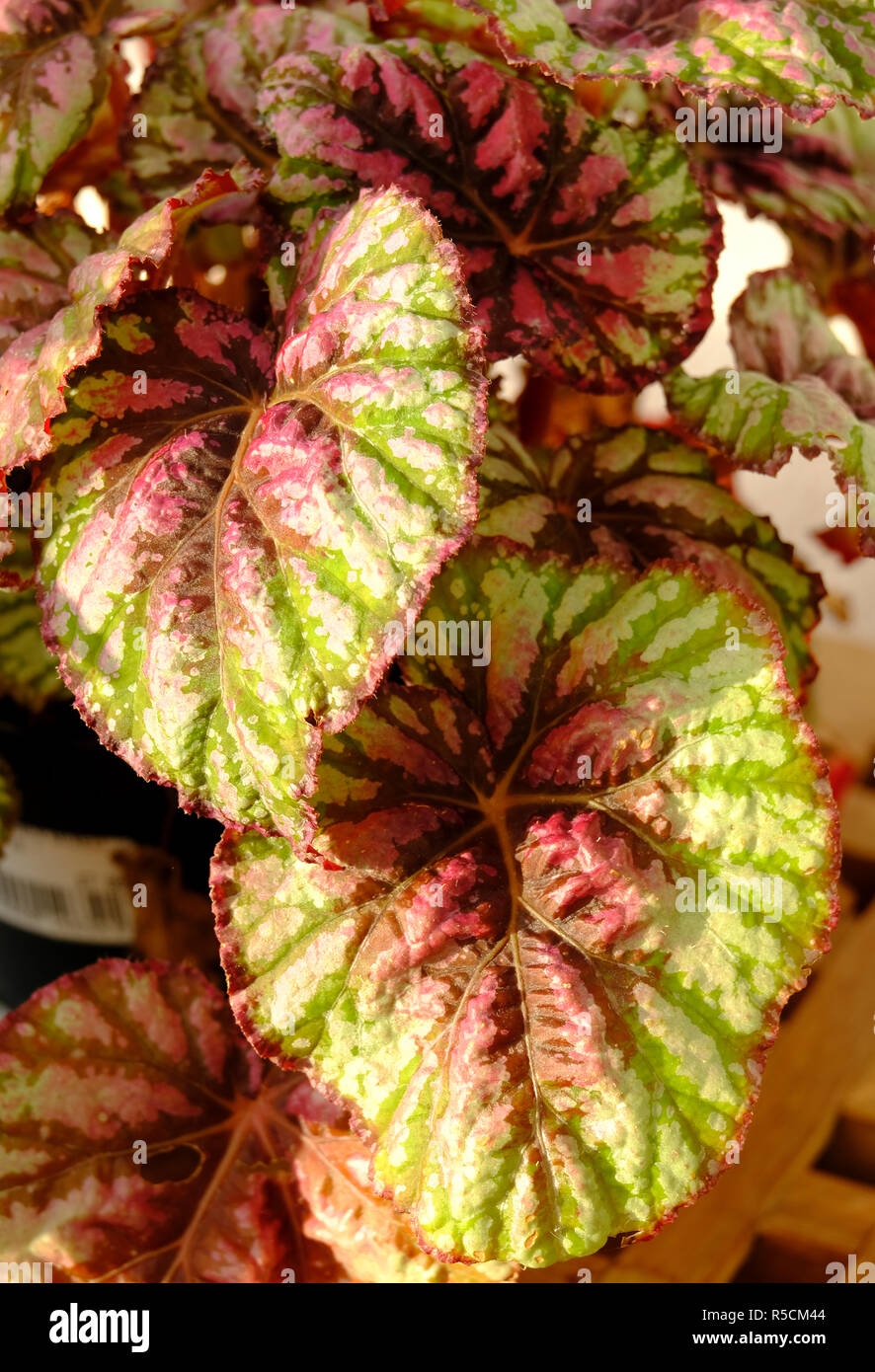 Colori ricchi sul fogliame di Begonia Rex 'mixed' Foto Stock